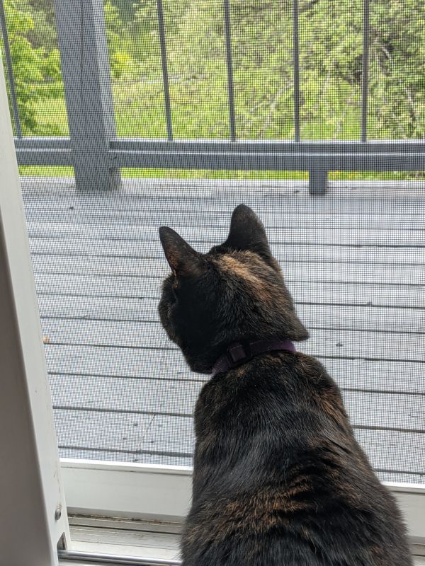 When Your Pet Outgrows Current Doors